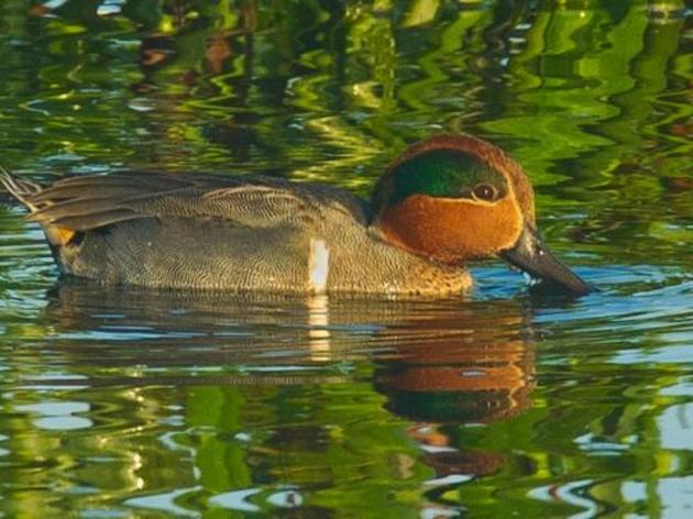 Green-winged Teal