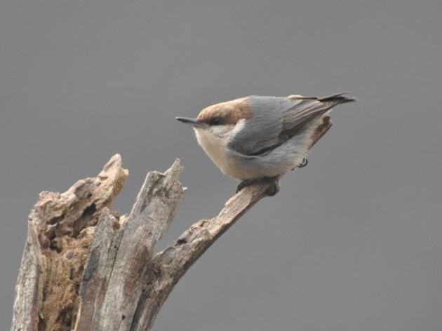 Brown-headed Nuthatch