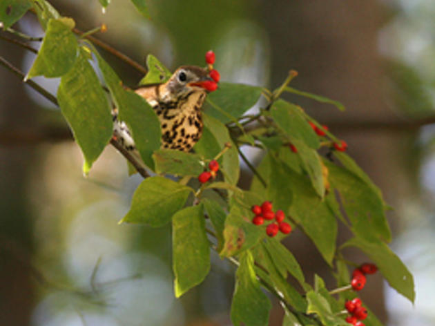 Creating Bird-Friendly Communities