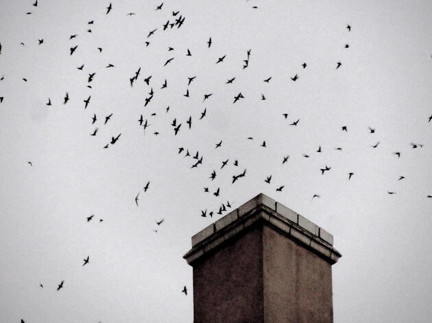 This Fall: Witness the Magic of Chimney Swift Migration