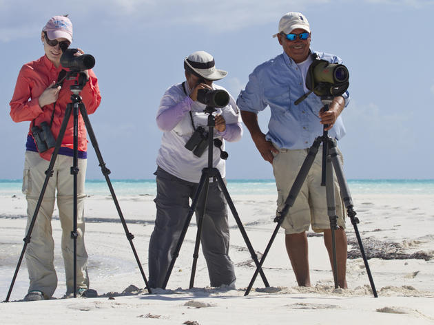 Bahamas Piping Plover Surveys Locate Birds and Strengthen Partnerships