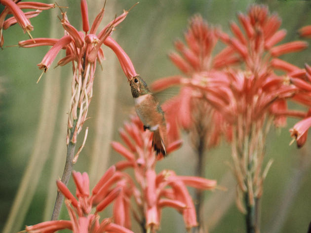 Do some hummingbirds spend the winter in NC? Absolutely.