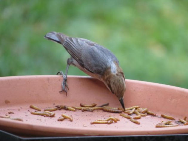 Why the Brown-headed Nuthatch matters
