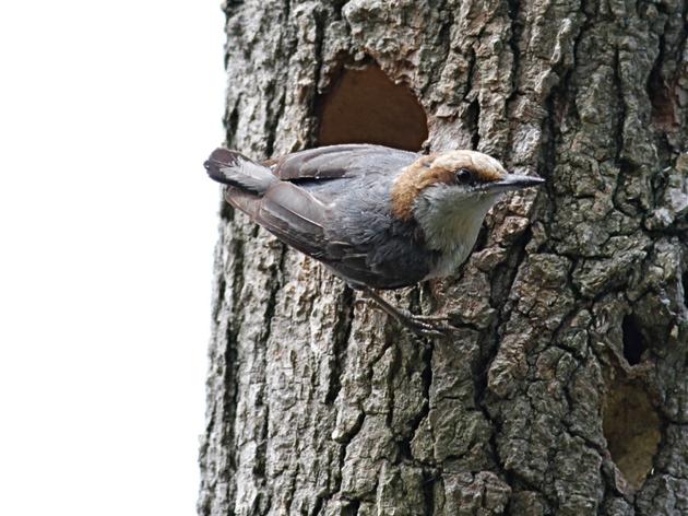Golf Courses Provide a "Hole in One" for Brown-headed Nuthatches 