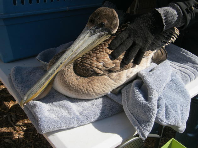 Brown Pelicans Get a Helping Hand