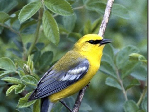 Collaborating for Protection of the Golden-winged Warbler: History of hybrids
