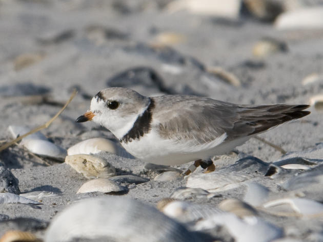 Bahamas Piping Plover arrives in New York