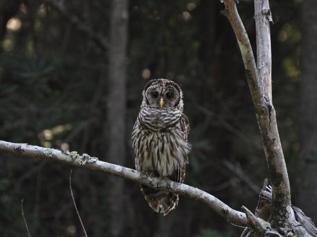 Hoot-oween: North Carolina Owls Take Flight
