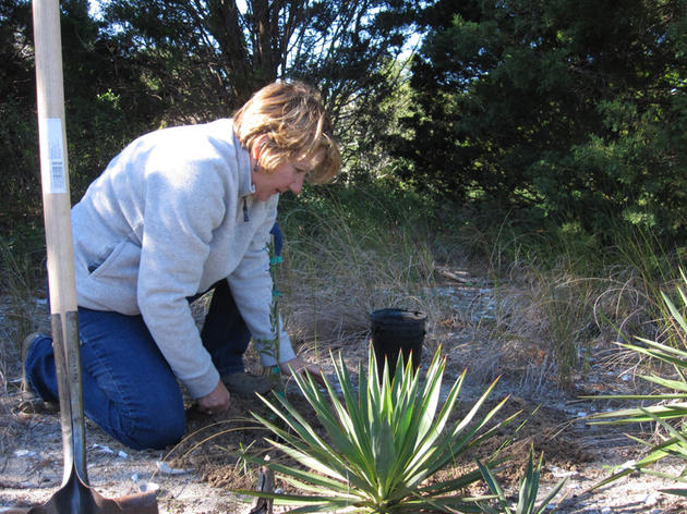 Battery Island Planting Day