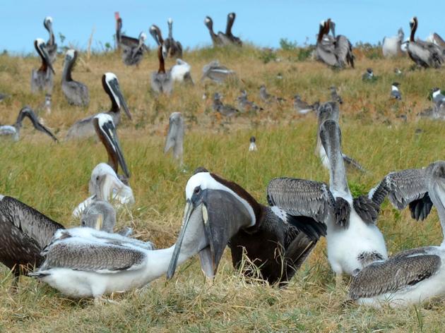 Pelican Sanctuary of Beacon Island - The August Important Bird Area of the Month