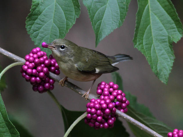 Plant Beautyberry for Birds