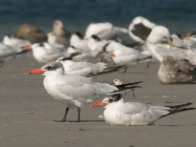 Terns still looking after their young