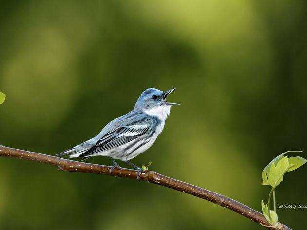 Recording the Cerulean Warblers at Bull Creek IBA - The April IBA of the month