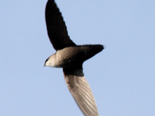 Chapters host Chimney Swift events in September
