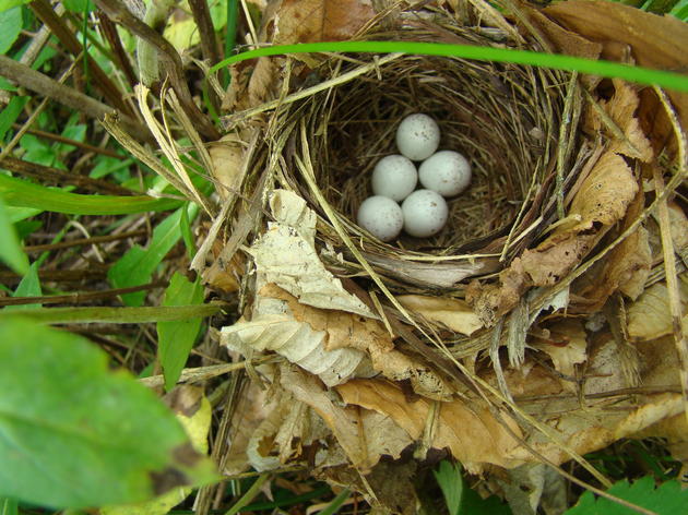 GWWA Update: Chicks & Doting Parents