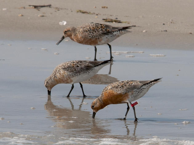 Quest for Banded Birds: A Red Knot from Chile to the Carolinas
