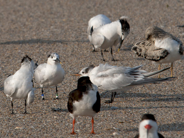 Quest for Banded Birds: A Long Journey for a Tern and its Fledgling