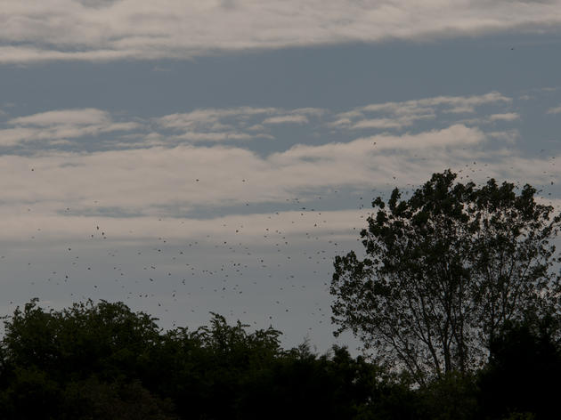 Tree Swallows Visit Masonboro Island - The October IBA of the Month