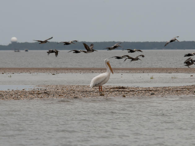 White Pelican Visits Rich Inlet