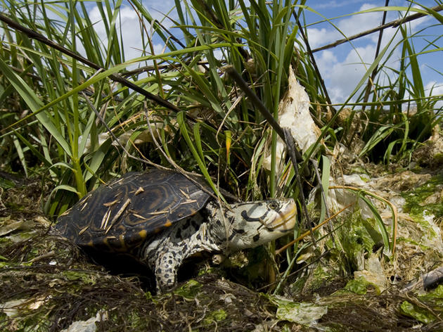 Turtles of a Different Shell: The June IBA of the Month