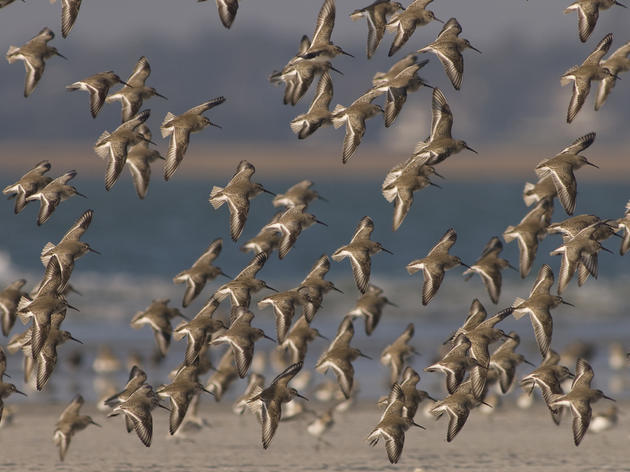 Dunlin flocks are an impressive sight on NC coast