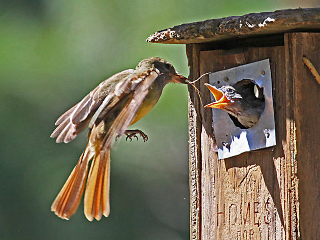 Feed Me!