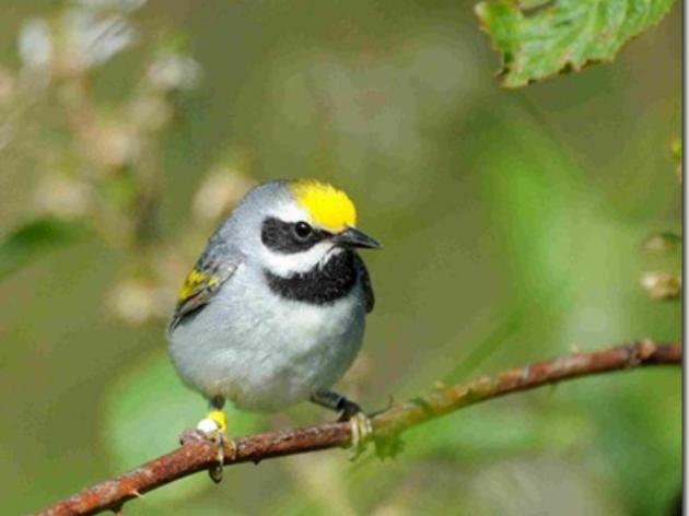A Successful Year Monitoring Golden-winged Warblers in North Carolina