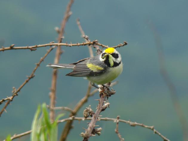 Collaborating for Protection of the Golden-winged Warbler: Why forests matter
