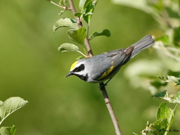 Chapter of the Month: Highlands Plateau Audubon- A Golden-winged Spring