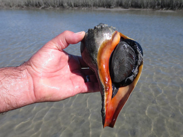 Molluscs Migrate Too – Masonboro Island: The October IBA of the Month