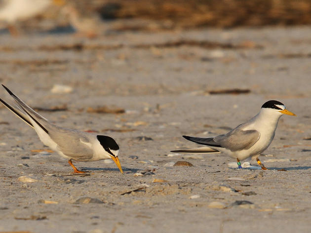 Quest for Banded Birds: An Opportunistic Least Tern