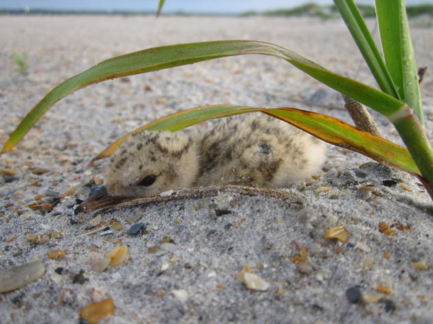 Nesting on Wrightsville Beach a Success at the South End