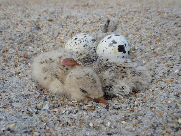 Abby Censuses Black Skimmer and Least Tern Nests