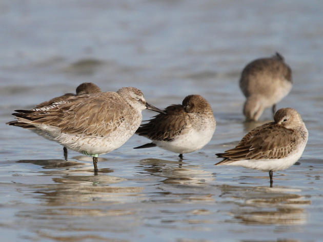 Sharing Our Shores with Shorebirds All Summerlong