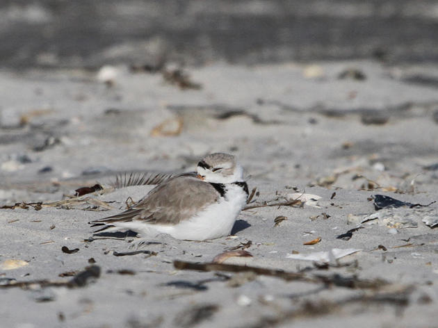 Migratory birds take a break on Topsail Island