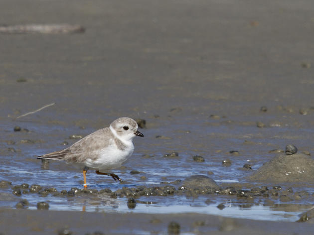 Quest for Banded Birds: A Wintering Piping Plover