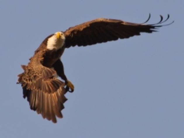 Audubon Opposes Interior Department Rule Allowing Eagles Deaths From Wind Farm Developments