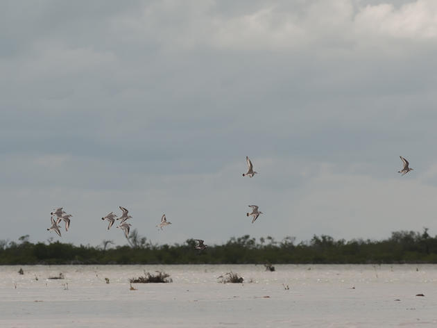 The Bahamas yield exciting new discoveries for shorebirds