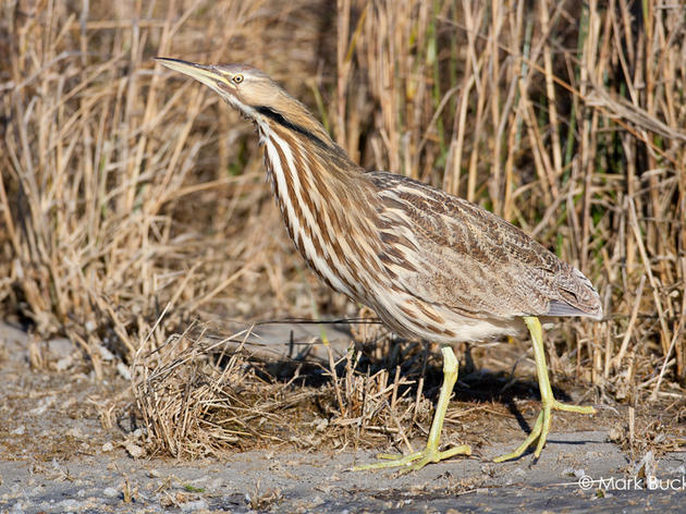 Forsyth Audubon enjoys birding weekend based at Pine Island