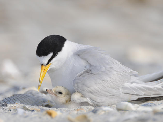 National Park Service finally issues rules for responsible beach driving in Cape Hatteras