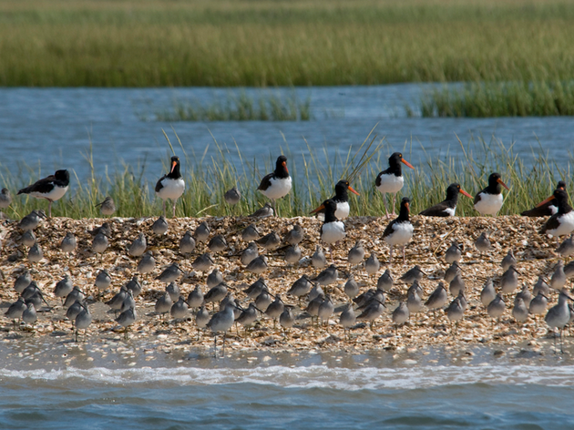 A Look Back at 2012 Important Bird Areas of the Month