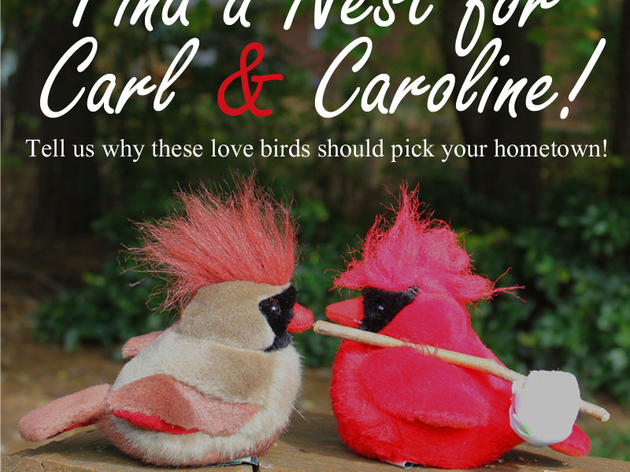 Find a Nest for Carl and Caroline!