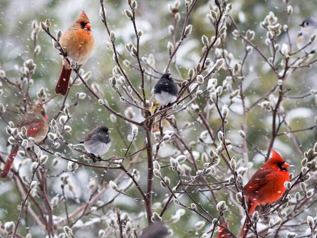 Flock Together for the Great Backyard Bird Count
