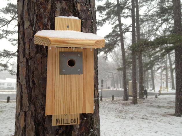 Now is the best time to put up a nest box