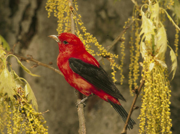 Tips on taking notes on bird songs