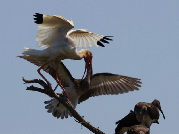 Cape Fear River Nesting Update Part 2