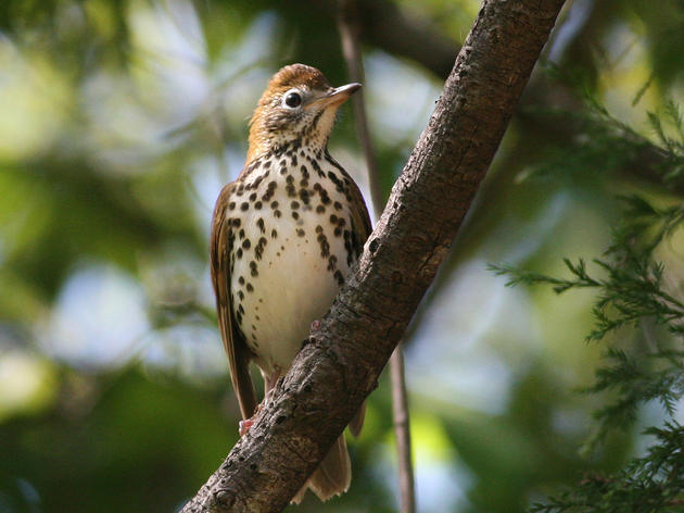 Show Your Love for the Wood Thrush