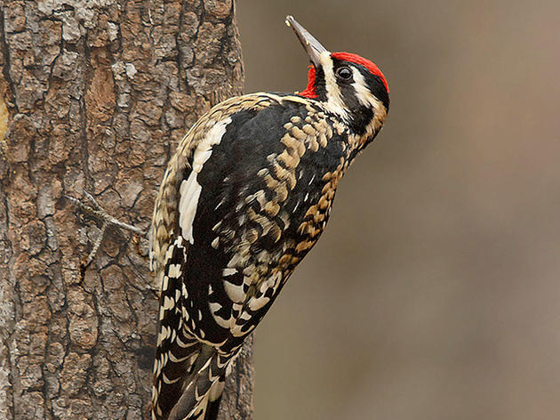 Binoculars in hand, NC birders flock to Christmas Bird Count