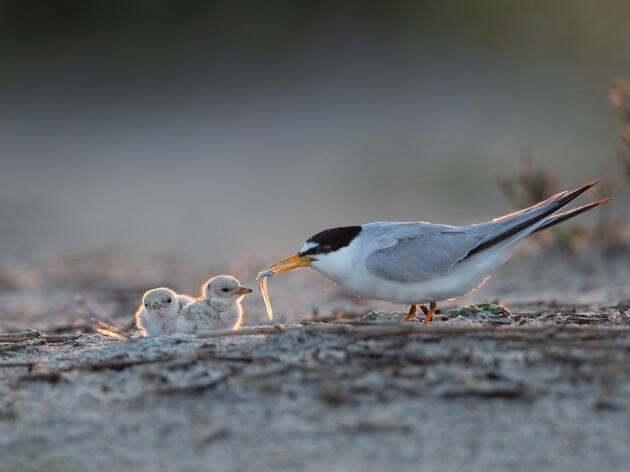 Coastal Nesting Recap: Terns Persevere and Bird Populations Hold Strong