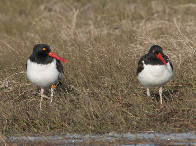 American Oystercatcher
